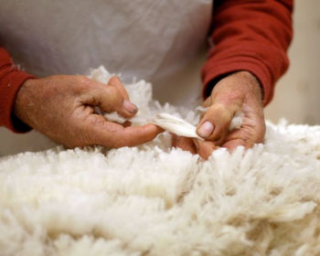 <b>2)</b> Cardado de la lana de  oveja.
