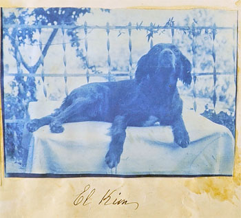Kim, el perro de Carolina Correa, en su casa de Alcalá de Henares.